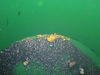 Unsearched Colorado Gold Paydirt Bag Panning Material Closeup