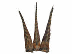 Natural brown Ringneck pheasant feathers for fly tying
