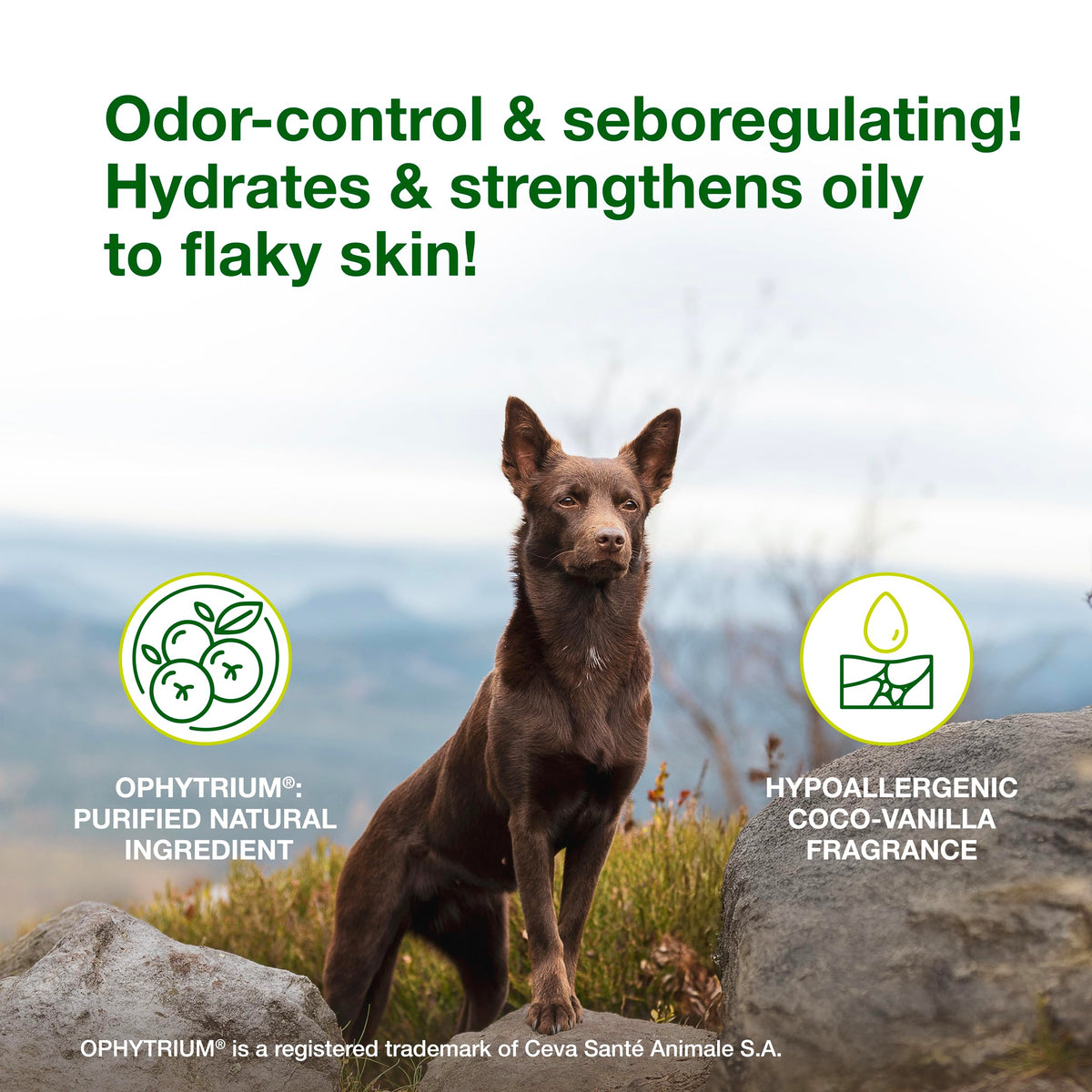 Douxo S3 Seb Mousse for seborrhea and dandruff treatment