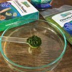 Daphnia culture being fed with Green Water Farm powder
