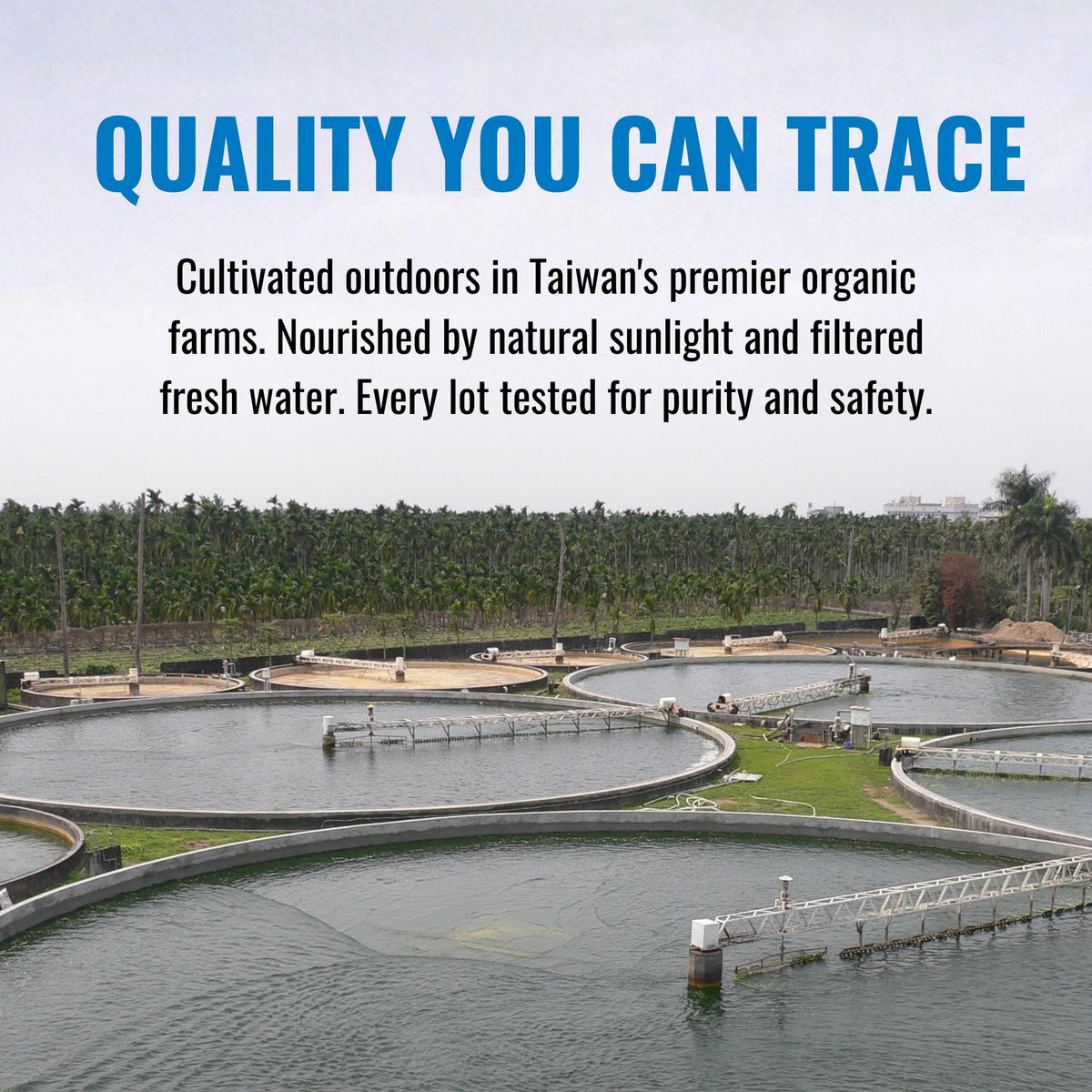 On Target Living algae blend ingredients list and purity