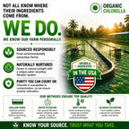 Authentic USA imported Herbal Code Labs Chlorella bottle