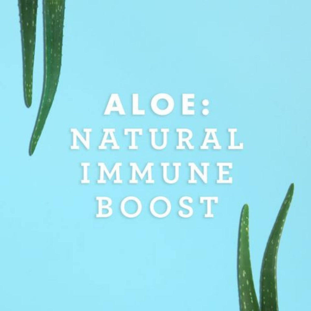 Lily of the Desert aloe vera juice bottle with wellness icons