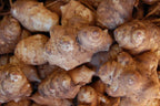 Fresh knobby organic sunchoke root vegetables displayed on a kitchen counter showing their natural potato-like texture