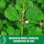 Herbsforever authentic USA imported Ayurvedic detox powder product group layout view
