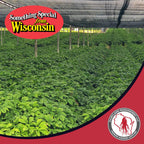 Dairyland ginseng capsules back label ingredients