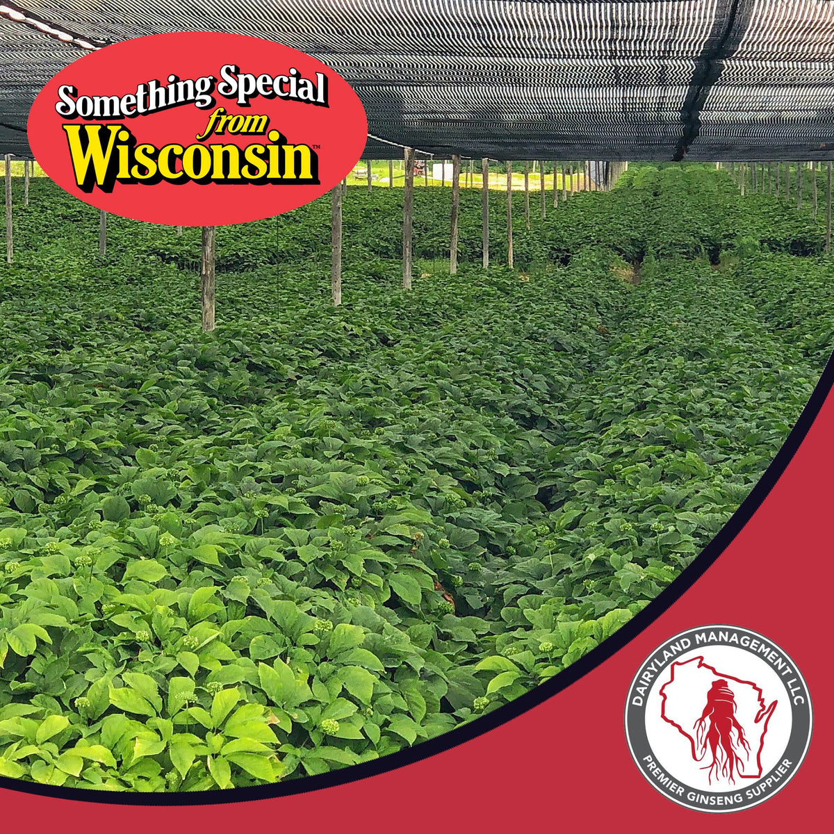 Dairyland ginseng capsules back label ingredients