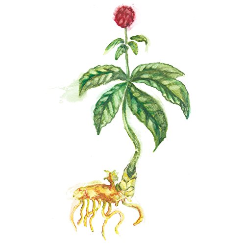 Goldenseal root liquid tincture showing berberine health benefit details