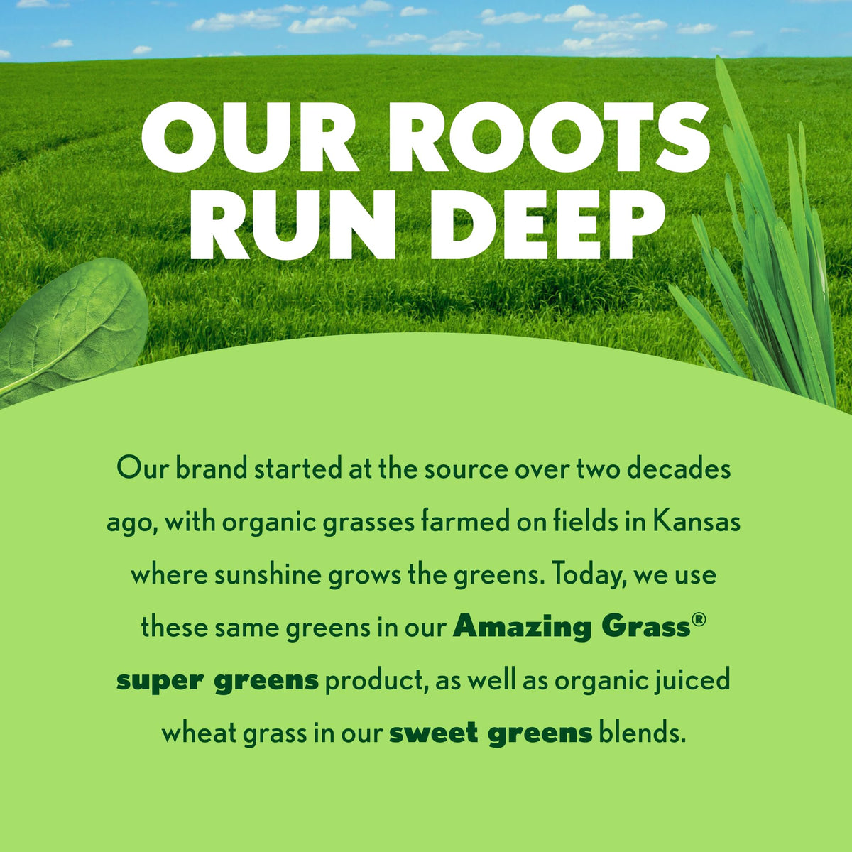 Amazing Grass organic greens blend powder texture in scoop