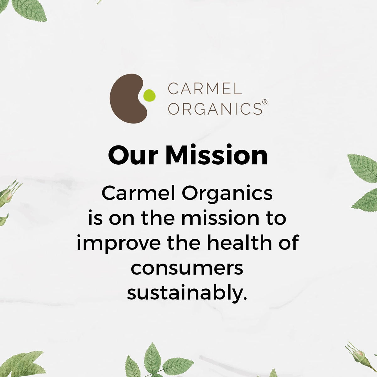 Side view of the 227 grams Carmel Organics Haritaki fruit powder standing packaging