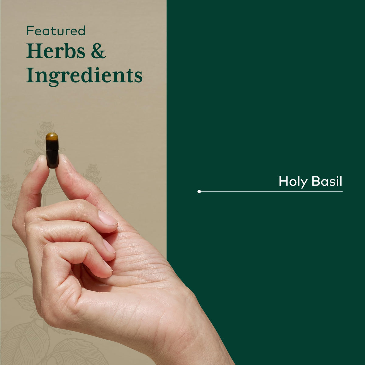 Gaia Herbs Pro Holy Basil organic ingredient highlights