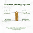Premium immune and brain support mushroom extract dietary capsules lifestyle presentation