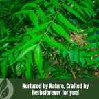 Traditional herbal supplement powder in a measuring spoon