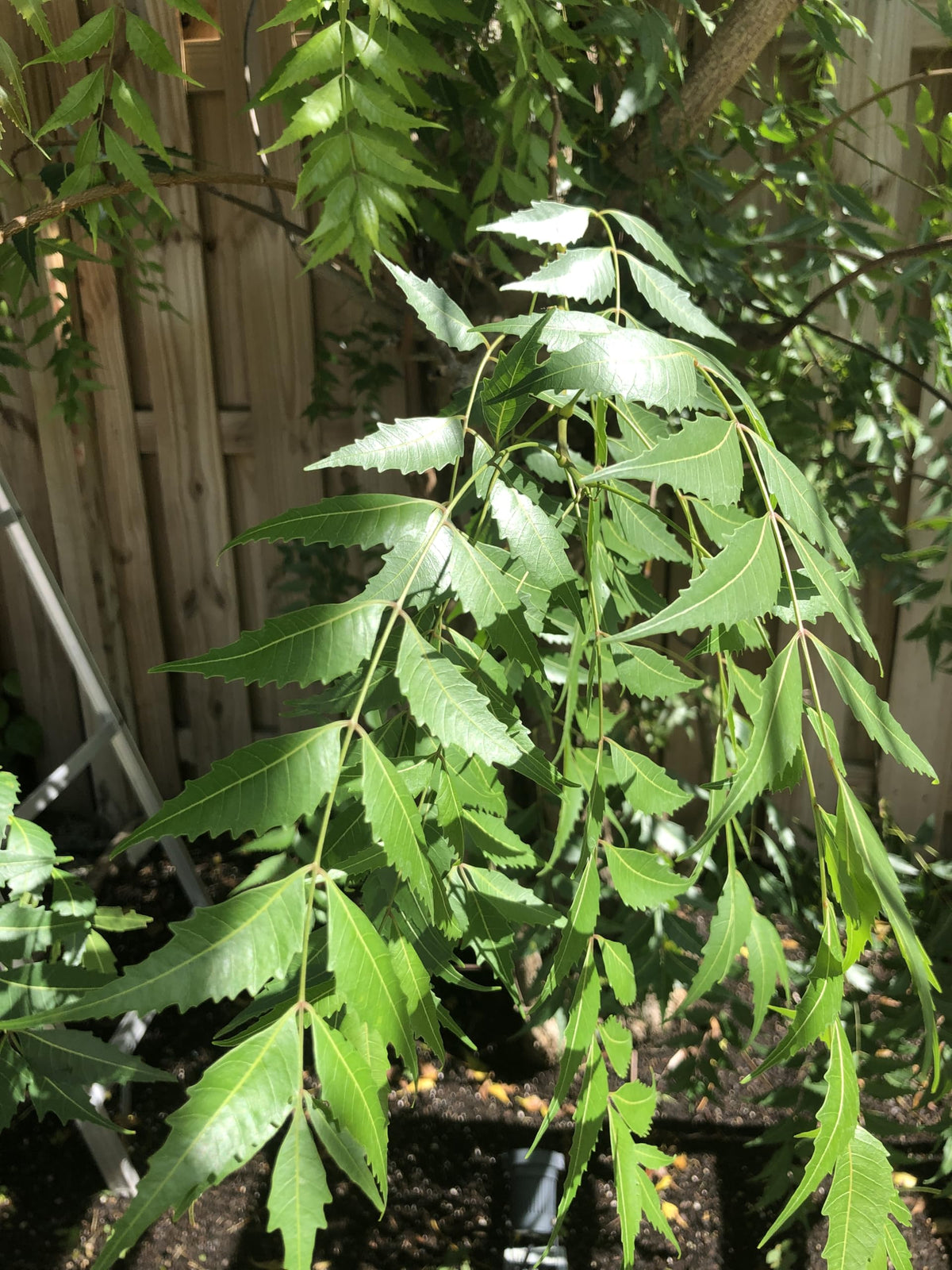 Organic Indian Lilac leaves for hair care