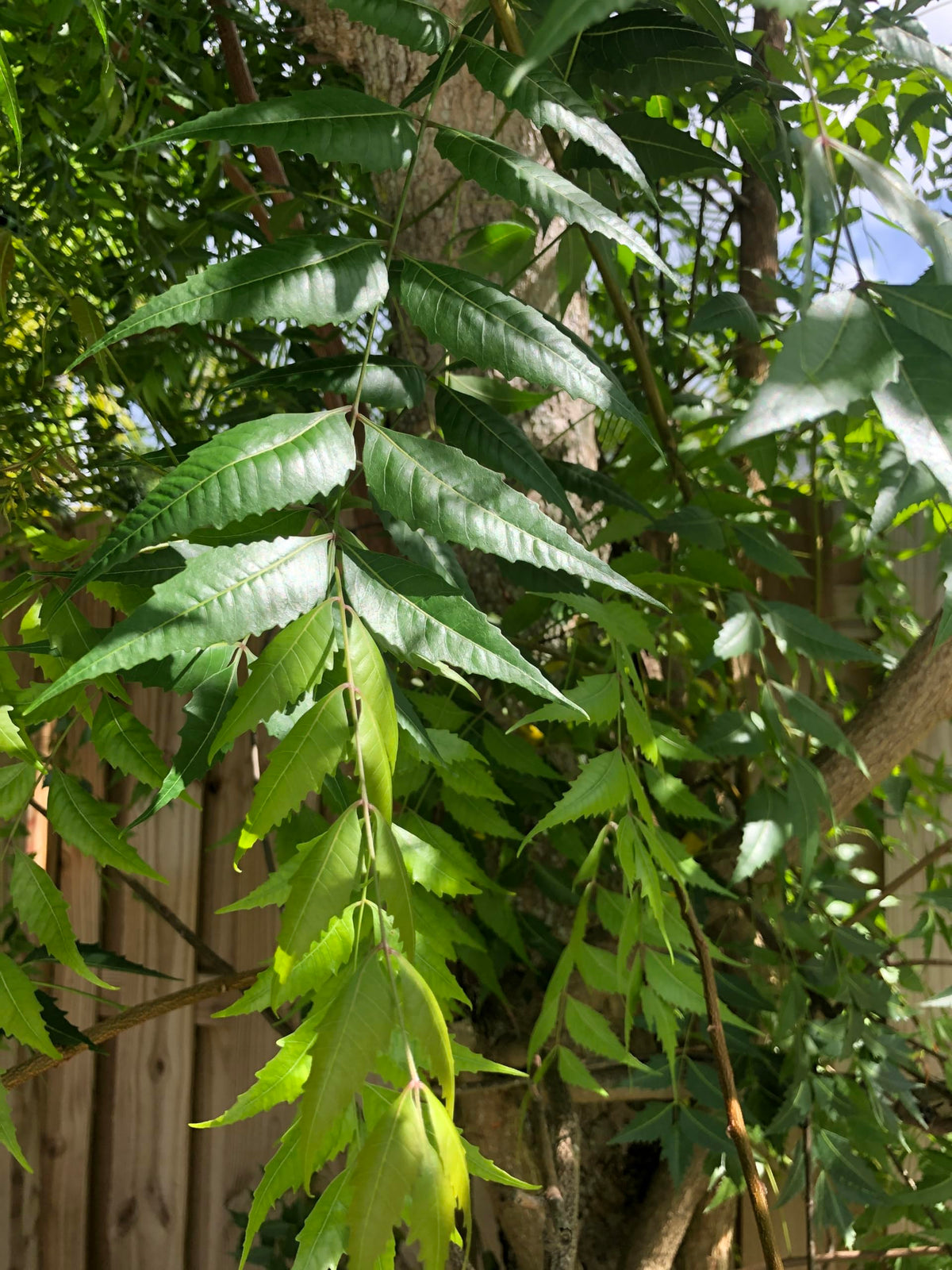 Pesticide-free Goodluck Ganesha Fresh Neem leaves