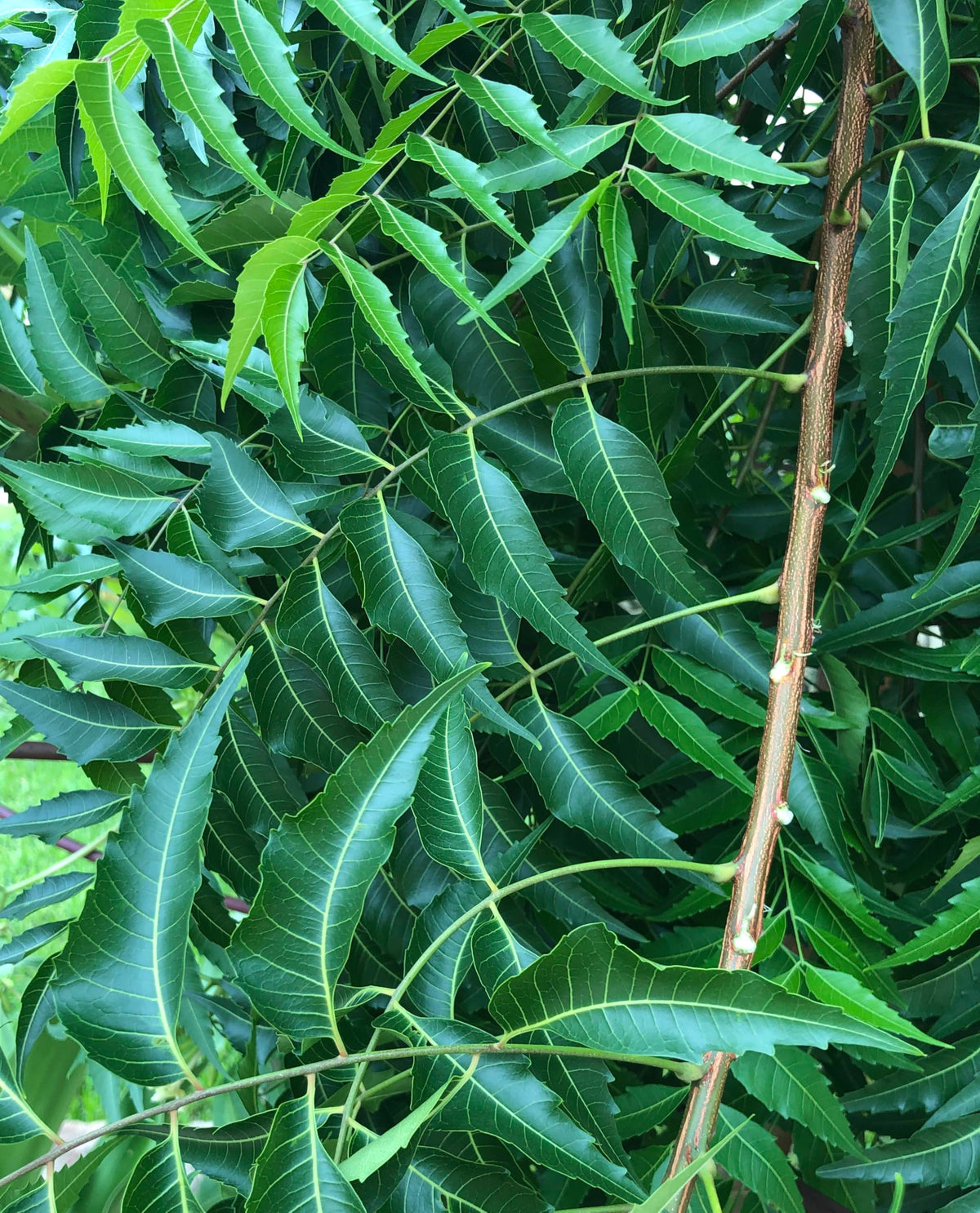 Non-GMO fresh Margosa leaves traditional remedy