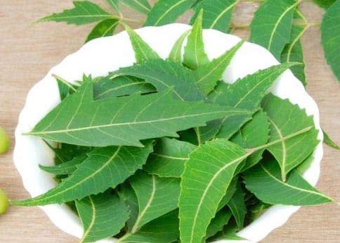 Goodluck Ganesha Fresh Neem leaves top packaging view