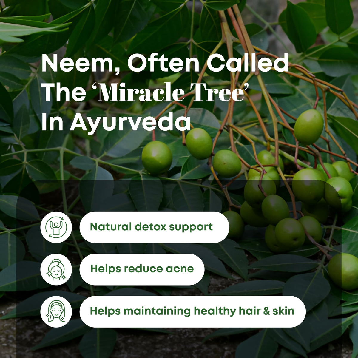 H&C Natural Neem Leaves Powder texture and fine grind