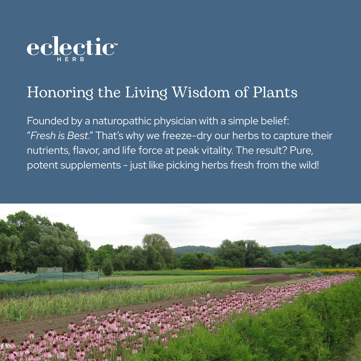 Eclectic Institute Nettle Quercetin 90 Veg Caps product branding