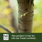Close up of the non GMO and gluten free certifications on Triphala Guggulu supplement