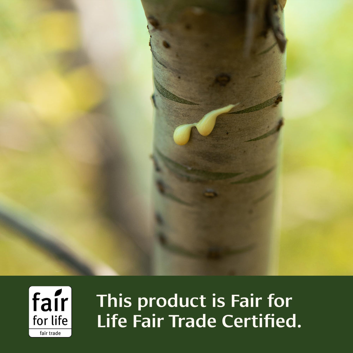 Close up of the non GMO and gluten free certifications on Triphala Guggulu supplement