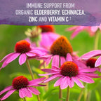 Top view of the sealed cap on Garden of Life organic elderberry herbal supplement bottle.