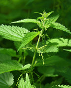 Professional product photography of Stinging Nettle herbal extract