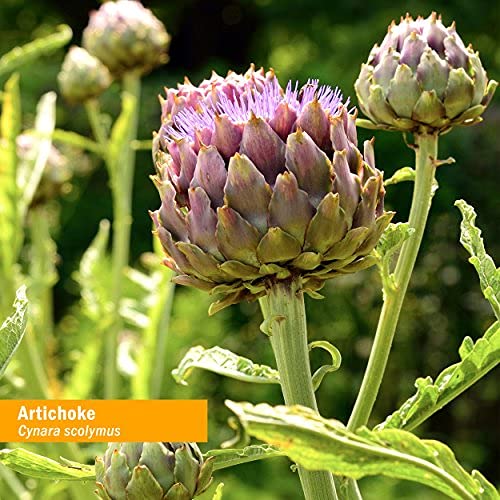 Herb Pharm Artichoke supplement bottle packaging highlighting its gluten free and vegan formulas