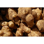 Greenhouse PCA Organic Jerusalem Artichoke Tubers 1 Pound front view package showcasing fresh sunchokes for planting or eating